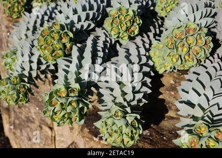 Myrsiniten der Myrtenspurge – blau-grün spiralförmig angeordnete Blätter und kalkgrüne Blütenstände, März, England, Großbritannien Stockfoto