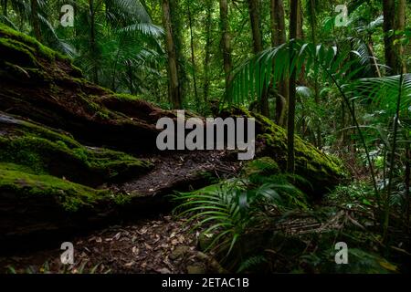 Protokolle von Canungra Stockfoto