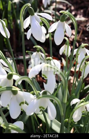 Galanthus nivalis Snowdrops – hängende weiße glockenförmige Blüten mit grüner kopfüber Herzmarke, März, England, Großbritannien Stockfoto