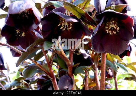 Helleborus x hybridus ‘Hardington Single Black’ Hellebore Single Black – sehr tiefviolett-schwarze Blüten mit tiefgrünen Blättern, März, England, Großbritannien Stockfoto