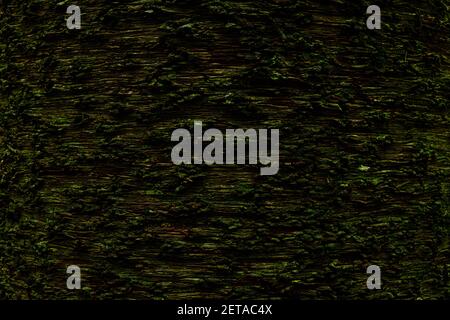 Bunya Pine Textur Stockfoto