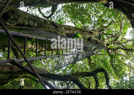 Tree Walk, O'Reilly's, QLD, Australien Stockfoto