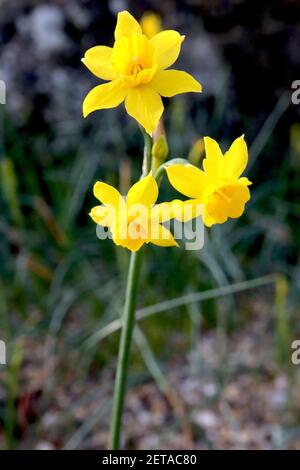 Narcissus jonquilla ‘Baby Boomer’ Division 7 jonquilla Daffodils Rush Daffodil Baby Boomer – kleine duftende gelbe Narzisse, März, England, Großbritannien Stockfoto