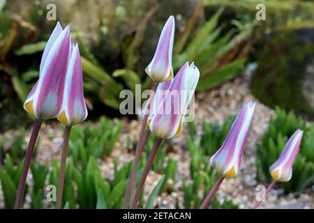 Tulipa ‘Ice Stick’ Kaufmanniana 12 Ice Stick Tulpe – weiße Tulpen mit violetten und grauen Flammen, gelbe Basis, März, England, Großbritannien Stockfoto