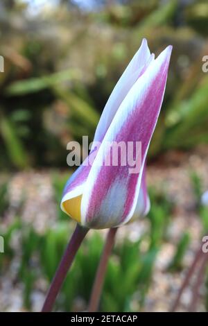 Tulipa ‘Ice Stick’ Kaufmanniana 12 Ice Stick Tulpe – weiße Tulpen mit violetten und grauen Flammen, gelbe Basis, März, England, Großbritannien Stockfoto