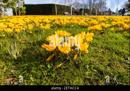 Gelbe Krokus x luteus 'Golden Yellow' Krokusse in Blüte en Masse an einem sonnigen Tag im RHS Garden, Wisley, Surrey, Südostengland im Winter Stockfoto