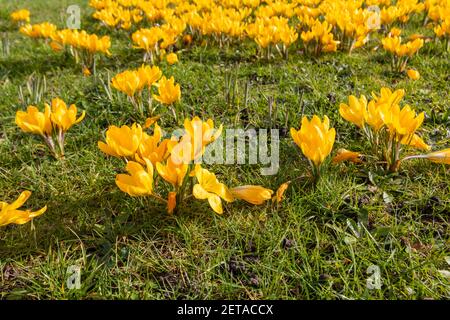 Gelbe Krokus x luteus 'Golden Yellow' Krokusse in Blüte en Masse an einem sonnigen Tag im RHS Garden, Wisley, Surrey, Südostengland im Winter Stockfoto