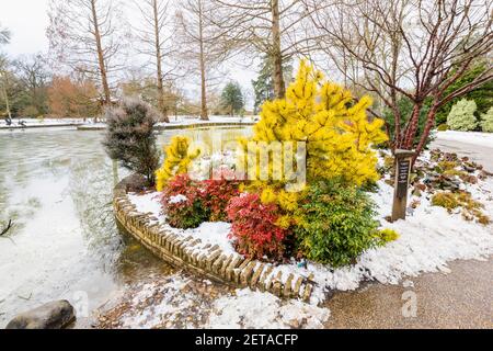 Roter Strauch Nandina domestica besessen ('Seika') und gelbe Nadelbaum Pinus contorta 'Chief Joseph' am See in RHS Garden, Wisley, im Winterschnee Stockfoto