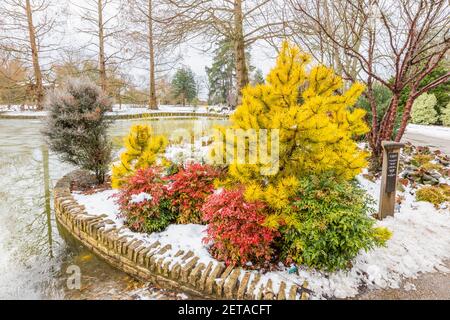 Roter Strauch Nandina domestica besessen ('Seika') und gelbe Nadelbaum Pinus contorta 'Chief Joseph' am See in RHS Garden, Wisley, im Winterschnee Stockfoto