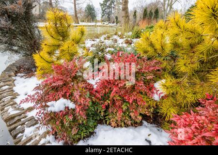 Roter Strauch Nandina domestica besessen ('Seika') und gelbe Nadelbaum Pinus contorta 'Chief Joseph' am See in RHS Garden, Wisley, im Winterschnee Stockfoto