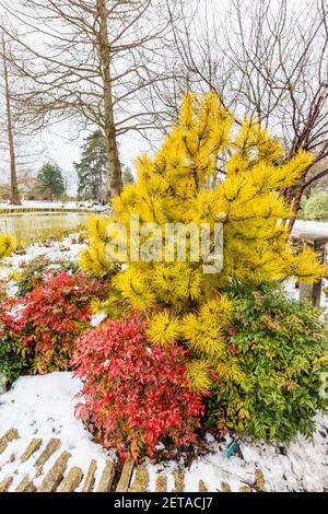 Roter Strauch Nandina domestica besessen ('Seika') und gelbe Nadelbaum Pinus contorta 'Chief Joseph' am See in RHS Garden, Wisley, im Winterschnee Stockfoto