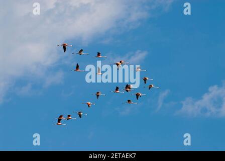 Flamingos strömen im Flug, Provinz La Pampa, Patagonien, Argentinien. Stockfoto