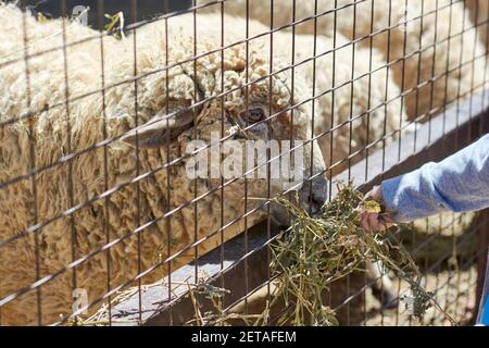 Nahaufnahme von weißen Schafen im Korral, die von gefüttert werden Person auf dem Bauernhof Stockfoto