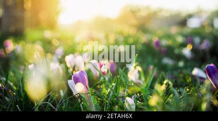 Violette und weiße Krokusblüten im grünen Gras, Erwachen im Frühjahr in warmen Goldstrahlen des Sonnenlichts, Weiches selektives Fokussieren, breite Bannerkarte. Speicherplatz kopieren. Stockfoto