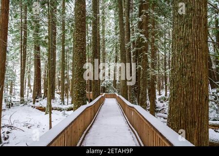 Eine schneebedeckte Promenade durch einen Wald, die den Betrachter in das Bild einführt. Stockfoto