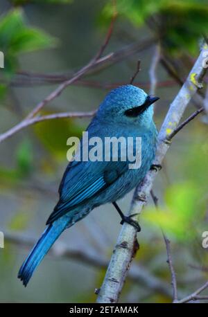 Ein Verditer-Fliegenfänger auf der Lamma-Insel in Hongkong. Stockfoto