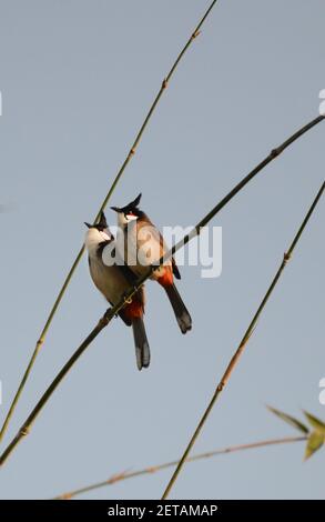 Haubenvogel auf der Lamma Insel in Hong Kong. Stockfoto