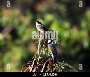 Ein lichtdurchflutet Bulbul auf Lamma Insel in Hong Kong. Stockfoto