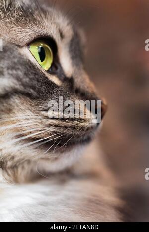 Inländische longhair flauschige sibirische grau tabby Katzengesicht mit grünen Augen close up. Der Kopf der Katze in Nahaufnahme auf der linken Seite des Rahmens Stockfoto