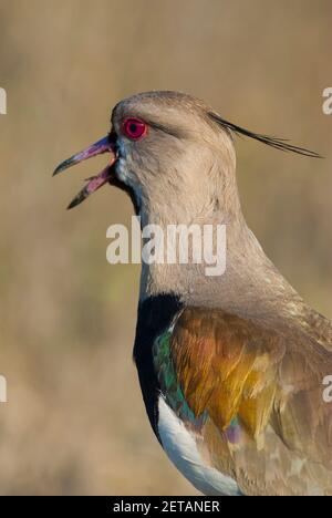 Südlicher Lapwing, Vanellus chilensis, in Grasland-Umgebung, Provinz La Pampa, Patagonien, Argentinien. Stockfoto