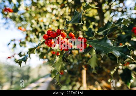 Nahaufnahme Makroaufnahme von Ilex aquifolium roten Beeren und grünen Blättern - Weihnachtsstachelbaum, ist eine Art der blühenden Pflanze in der Familie Aquifoliaceae, heimisch in West-und Südeuropa, Nordwestafrika und Südwestasien Stockfoto