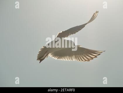Istanbul, Türkei Stockfoto