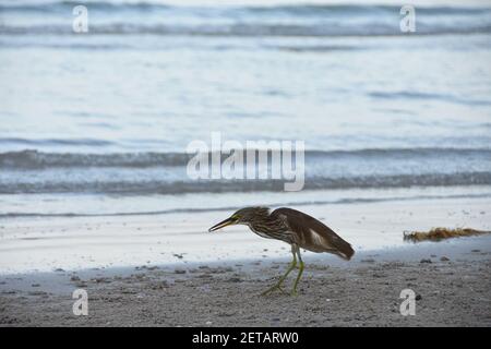 Nichtbrütende Erwachsene Chinesische Teichreiher im Wintergefieder am Strand in Hua hin, Thailand. Ardeola bacchus. Stockfoto