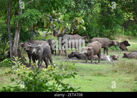 Eine Herde thailändischer Wasserbüffel auf dem Land in Uthai Thani, Thailand. Bubalus bubalis. Stockfoto