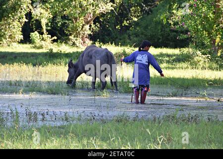 Eine Thailänderin, die ihren Wasserbüffel zum Füttern auf das Feld nimmt. Stockfoto