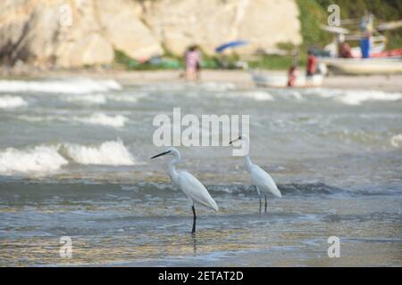 Zwei östliche Großreiher (oder Reiher), die im flachen Wasser am Strand in Hua hin, Thailand, stehen. Stockfoto