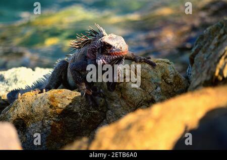 Iguana Aufwärmen auf den Shoreline Rocks of a Caribbean Insel Stockfoto