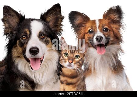 Porträt eines Border Collie eine Katze und ein Papillion Hund schaut auf die Kamera isoliert vor einem Weißer Hintergrund Stockfoto