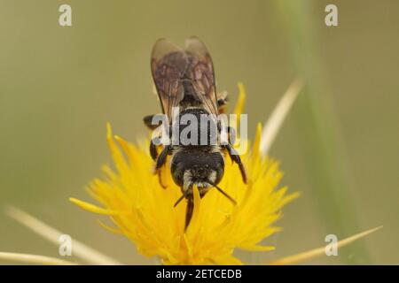 Eine einsame Biene, Lithurgus chrysurus, die Nektar auf den gelben Blüten von Centaurea solstitialis schlürft Stockfoto