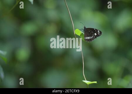 Wunderschöne Schmetterlinge (Lepidoptera) umgeben von üppiger tropischer Flora in der monsoonalen Regenzeit der Tiwi-Inseln, Australien. Stockfoto