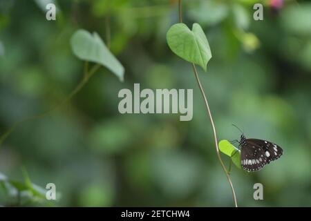 Wunderschöne Schmetterlinge (Lepidoptera) umgeben von üppiger tropischer Flora in der monsoonalen Regenzeit der Tiwi-Inseln, Australien. Stockfoto