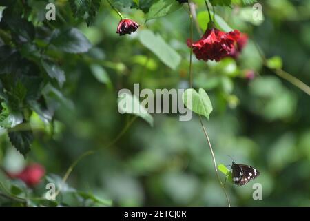 Wunderschöne Schmetterlinge (Lepidoptera) umgeben von üppiger tropischer Flora in der monsoonalen Regenzeit der Tiwi-Inseln, Australien. Stockfoto