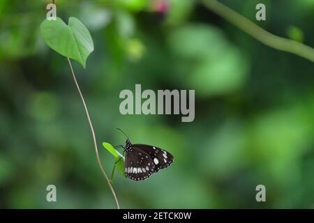 Wunderschöne Schmetterlinge (Lepidoptera) umgeben von üppiger tropischer Flora in der monsoonalen Regenzeit der Tiwi-Inseln, Australien. Stockfoto