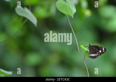 Wunderschöne Schmetterlinge (Lepidoptera) umgeben von üppiger tropischer Flora in der monsoonalen Regenzeit der Tiwi-Inseln, Australien. Stockfoto