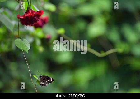 Wunderschöne Schmetterlinge (Lepidoptera) umgeben von üppiger tropischer Flora in der monsoonalen Regenzeit der Tiwi-Inseln, Australien. Stockfoto