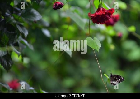 Wunderschöne Schmetterlinge (Lepidoptera) umgeben von üppiger tropischer Flora in der monsoonalen Regenzeit der Tiwi-Inseln, Australien. Stockfoto