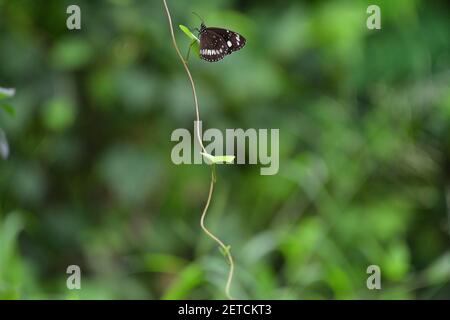 Wunderschöne Schmetterlinge (Lepidoptera) umgeben von üppiger tropischer Flora in der monsoonalen Regenzeit der Tiwi-Inseln, Australien. Stockfoto