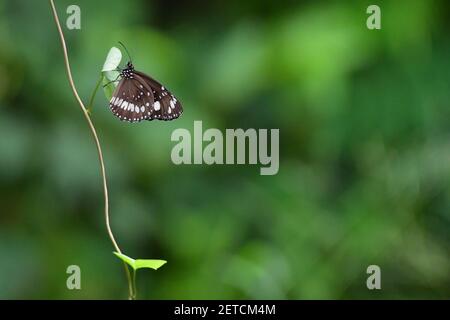 Wunderschöne Schmetterlinge (Lepidoptera) umgeben von üppiger tropischer Flora in der monsoonalen Regenzeit der Tiwi-Inseln, Australien. Stockfoto