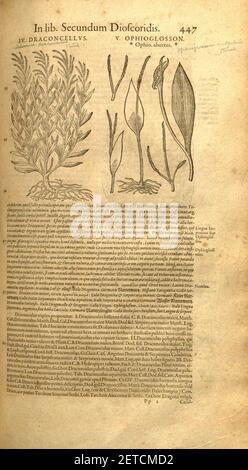 Petri Andreae Matthioli ... Opera quae extant omnia, hoc est, Commentarii in VI. Libros Pedacii Dioscoridis Anazarbei De Medica materia (Seite 447) Stockfoto