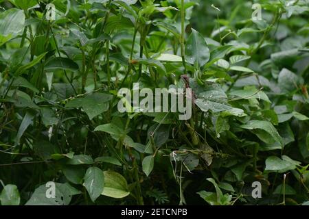 Drachenreptil (Reptilia) umgeben von üppiger tropischer Flora in der monsoonalen Regenzeit der Tiwi-Inseln, Australien. Stockfoto