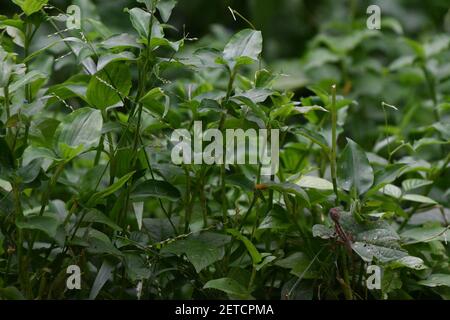 Drachenreptil (Reptilia) umgeben von üppiger tropischer Flora in der monsoonalen Regenzeit der Tiwi-Inseln, Australien. Stockfoto