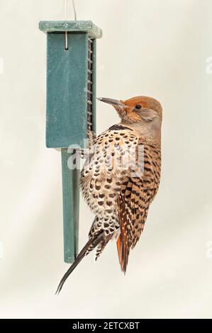 Ein nördlicher Flicker / gewöhnlicher Flicker / Specht, Fütterung auf einem Suet Vogelfutterhäuschen. Stockfoto