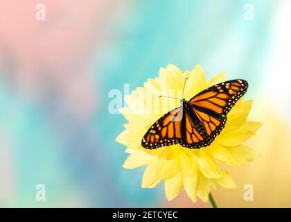 Draufsicht auf einen weiblichen Monarchschmetterling (Danaus plexippus), der sich auf einer gelben Dahlia-Blume ernährt, auf einem farbenfrohen Hintergrund Stockfoto