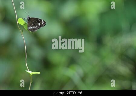 Wunderschöne Schmetterlinge (Lepidoptera) umgeben von üppiger tropischer Flora in der monsoonalen Regenzeit der Tiwi-Inseln, Australien. Stockfoto