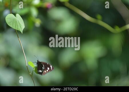 Wunderschöne Schmetterlinge (Lepidoptera) umgeben von üppiger tropischer Flora in der monsoonalen Regenzeit der Tiwi-Inseln, Australien. Stockfoto