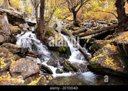 Ein stürmischer Bach, mit einer Kaskade von Wasserfällen, fließt vom Berg durch den Herbstwald und beugt sich um Steinbrocken. Boki Fluss, Altai, Si Stockfoto